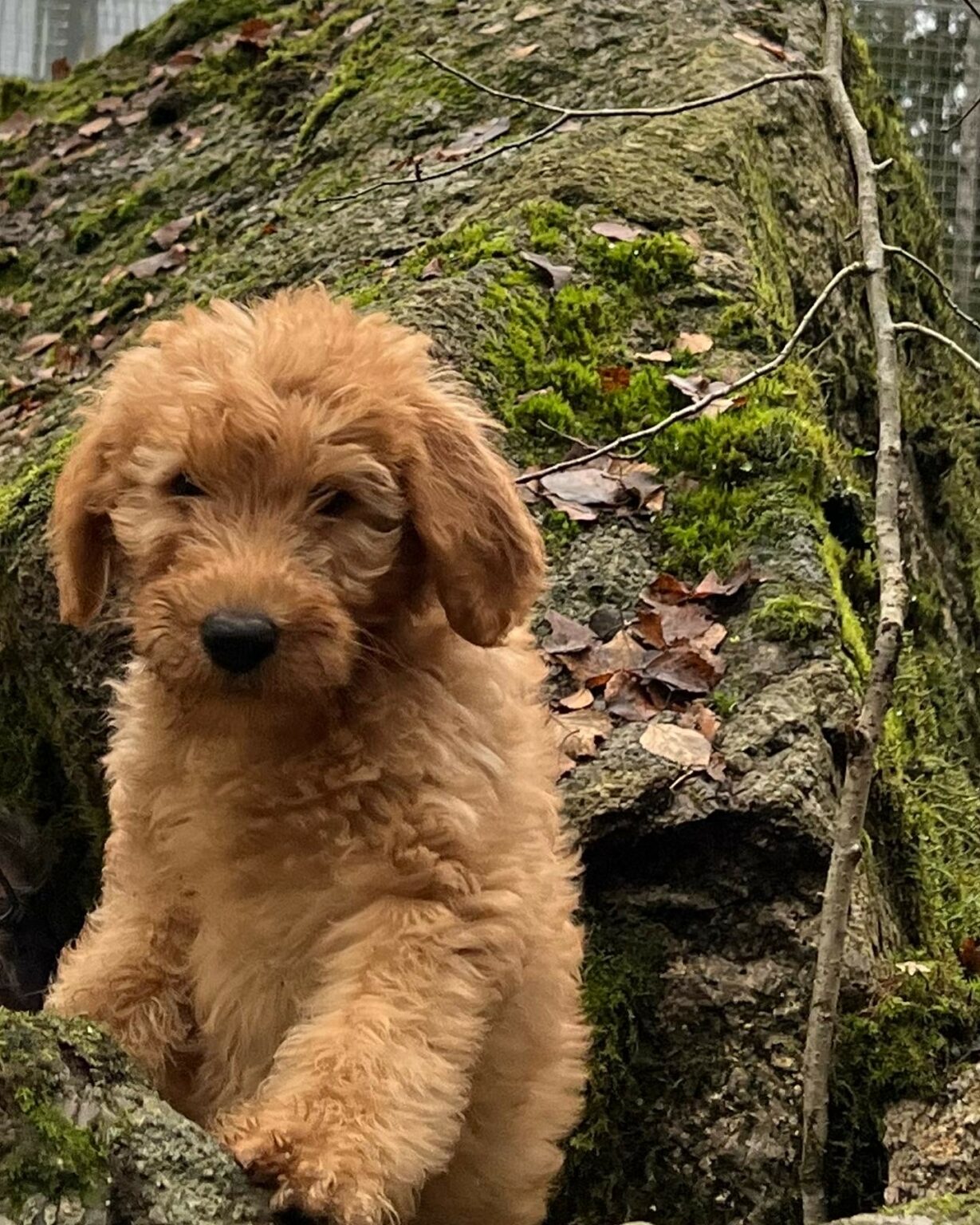 Labradoodle Our dream of Aussiedoodle & Aussiedore